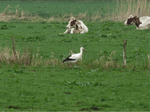 Ooievaarsnest Bakelse Beemden
